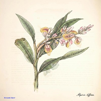 Alpinia Diffissa