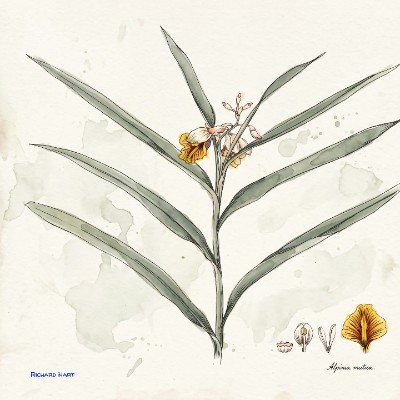 Alpinia Mutica