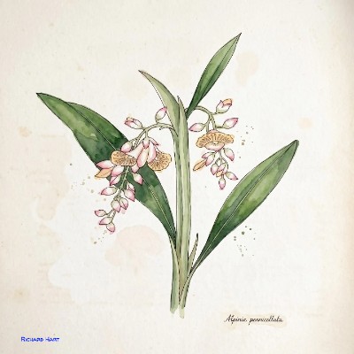 Alpinia Pennicellata