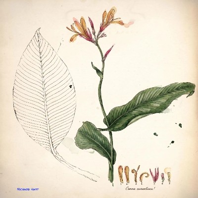 Canna Aurantiaca