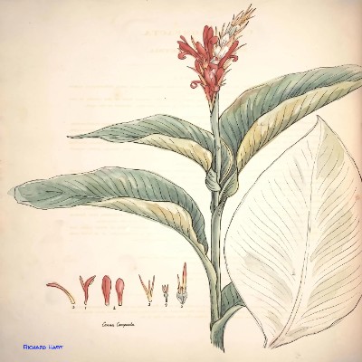 Canna Compada