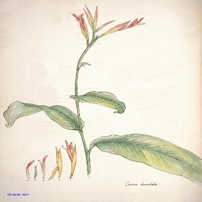 Canna Denudata