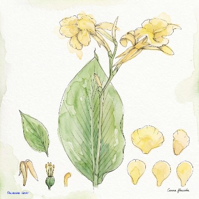 Canna Flaccida
