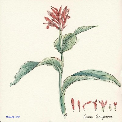 Canna Langunosa