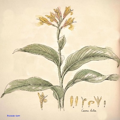 Canna Lutea