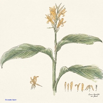 Canna Orientalis 2