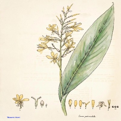 Canna Pedunculata