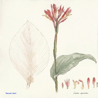 Canna Speciosa