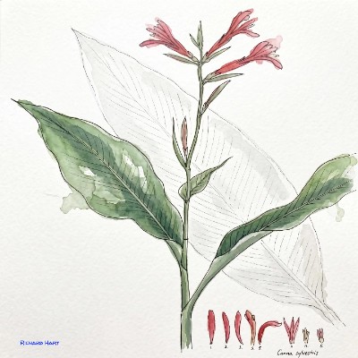 Canna Sylvestris