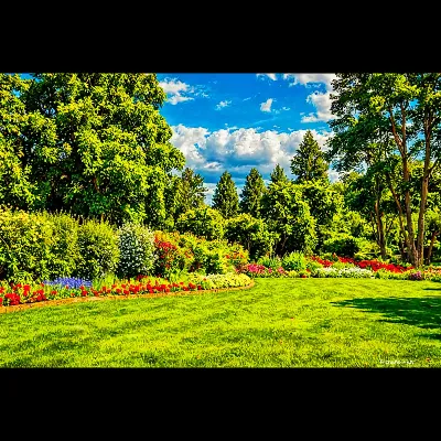 Field of Dreams Oil