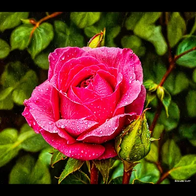 Pink3 Oil