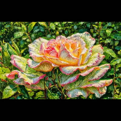 Pinky22 Oil