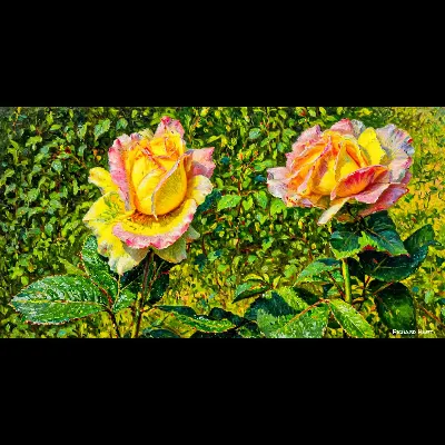 Two Pink Roses Oil