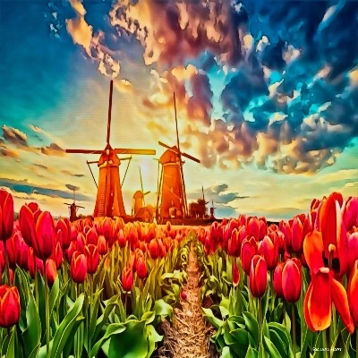 Windmill Tulip Sunrise