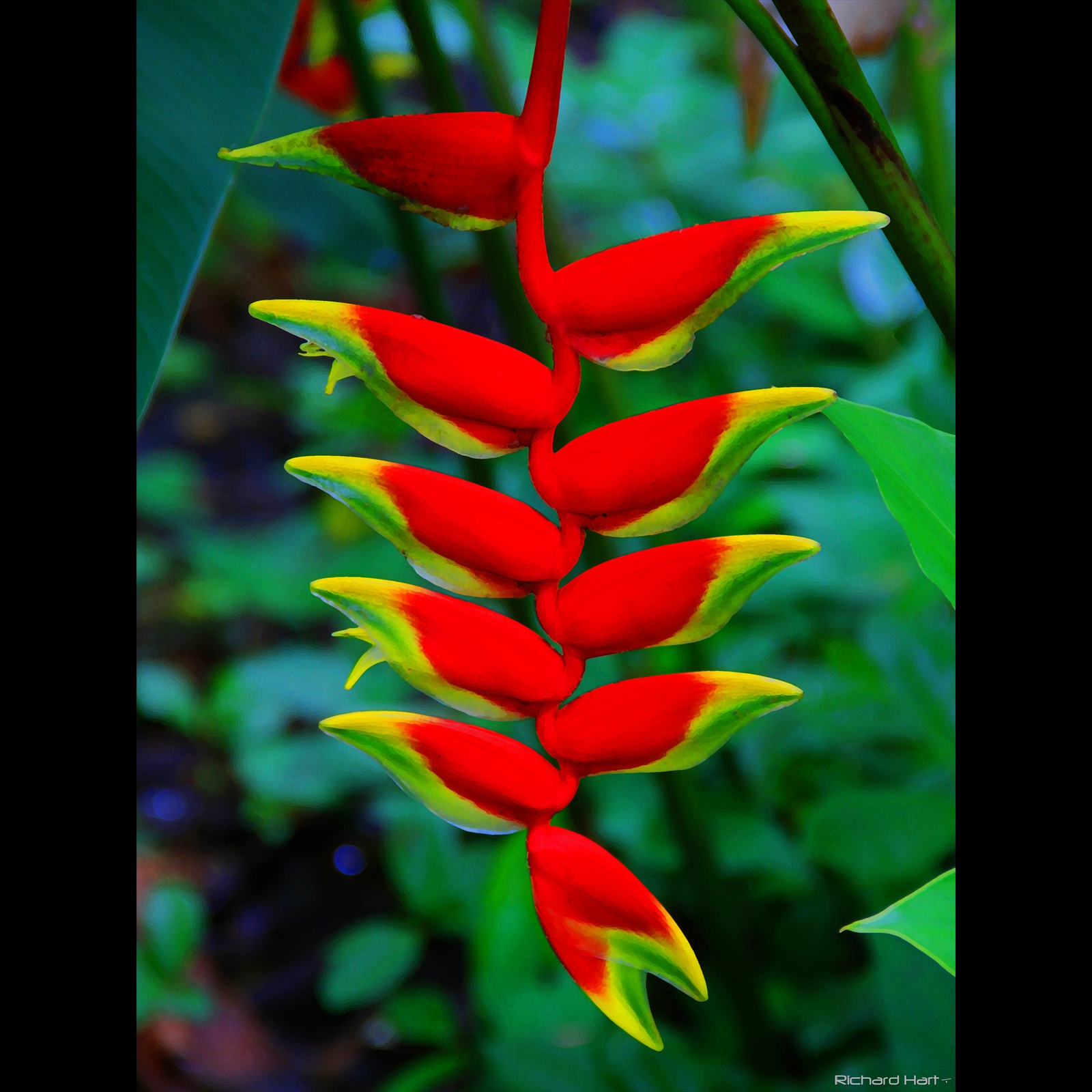 Heleconia 111 (2020)