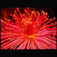 Japanese Chrysanthemum 137