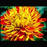 Japanese Chrysanthemum 609