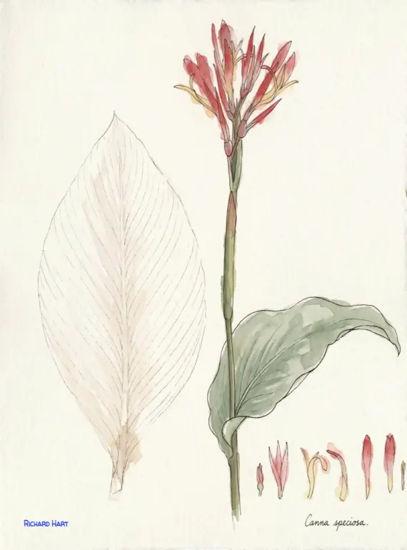 Canna Speciosa
