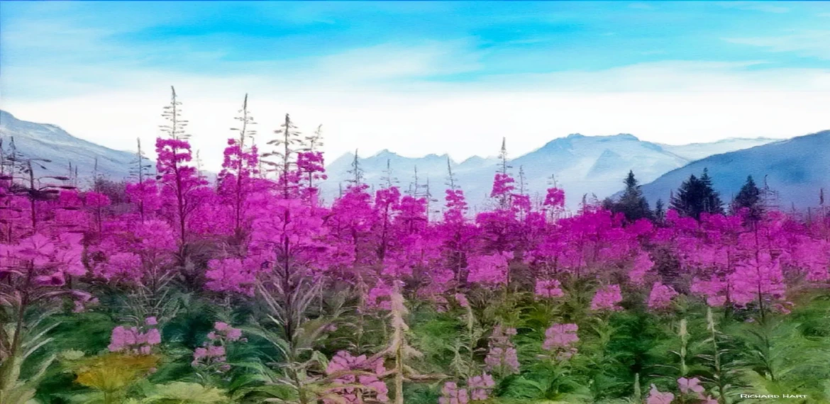 Alaskan Fireweed WC